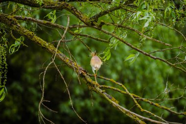 Gri günde nehir kıyısında kuş gözleme