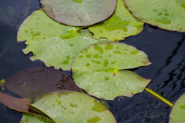 Nehir suyunda çiçek açan bitkiler