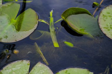 Nehir suyunda çiçek açan bitkiler
