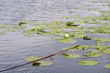 Nehir suyunda çiçek açan bitkiler