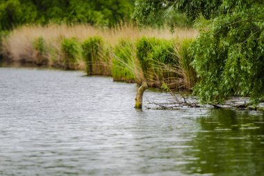 Yanlarda bitkiler ile nehir suyu