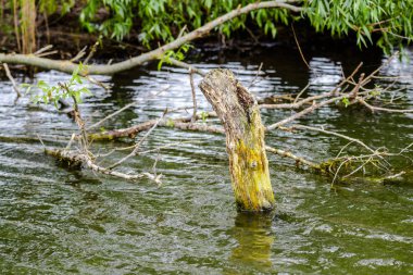 Yanlarda bitkiler ile nehir suyu