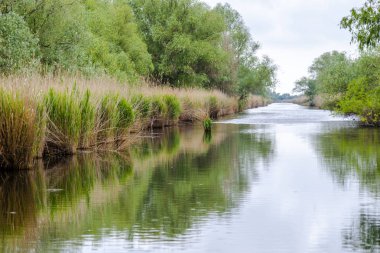 Yanlarda bitkiler ile nehir suyu