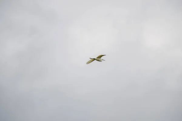Πουλί Που Πετάει Γκρίζο Ουρανό — Φωτογραφία Αρχείου