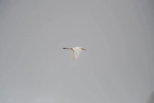 Fågel Som Flyger Grå Himmel — Stockfoto