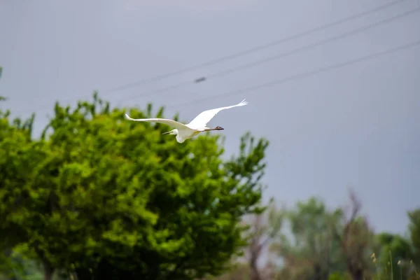 Observación Aves Por Río Durante Día Gris — Foto de Stock