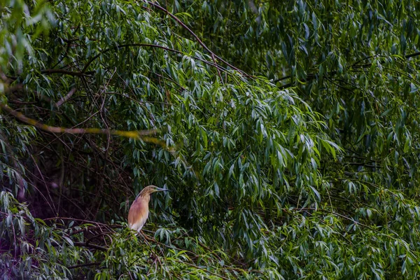 Observación Aves Por Río Durante Día Gris —  Fotos de Stock