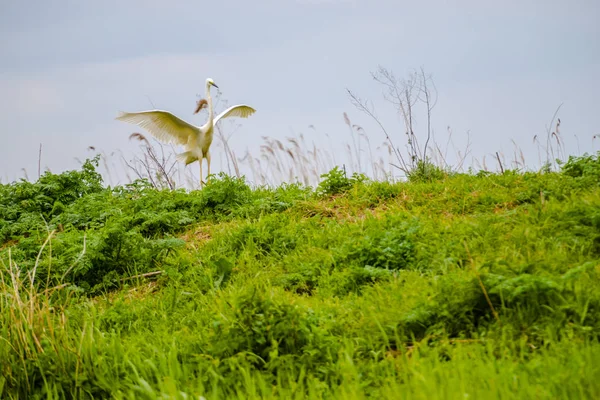 Observación Aves Por Río Durante Día Gris —  Fotos de Stock