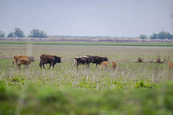 Grupo Vacas Pastos — Foto de Stock