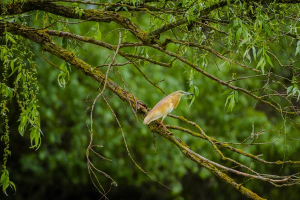 Gri günde nehir kıyısında kuş gözleme