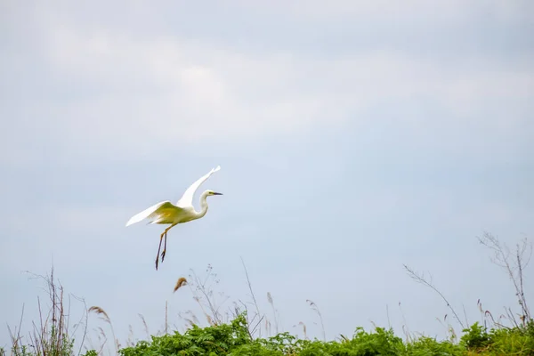 Cigüeña Blanca Sobrevolando Río —  Fotos de Stock