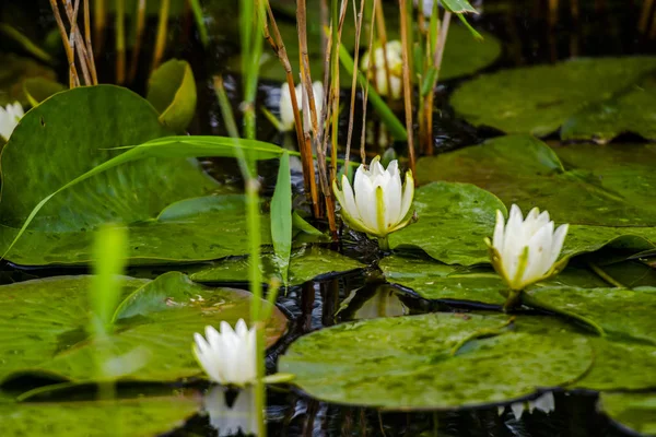 Blühende Pflanzen Flusswasser — Stockfoto