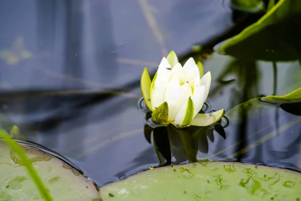 Blühende Pflanzen Flusswasser — Stockfoto