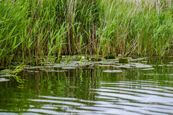 River Water Plants Sides — Stock Photo, Image