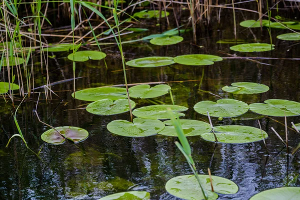 Blooming Plants River Water — Stock Photo, Image