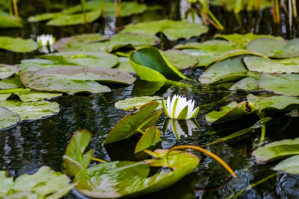 Blooming Plants River Water — Stock Photo, Image