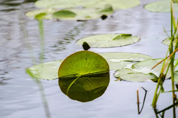 Blooming Plants River Water — Stock Photo, Image