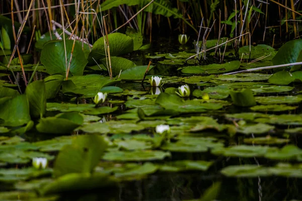 Blommande Växter Flodvatten — Stockfoto