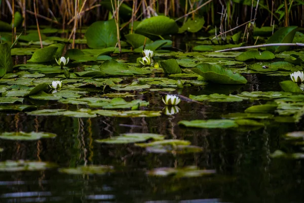 Blühende Pflanzen Flusswasser — Stockfoto