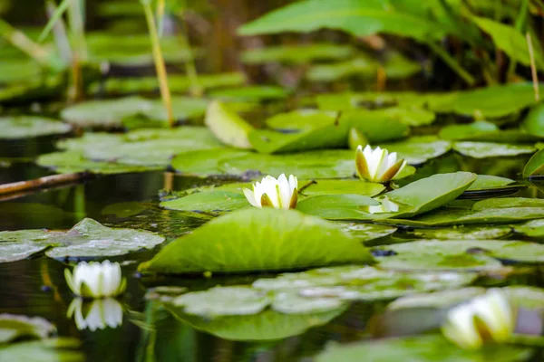 川の水に植物を咲かせる — ストック写真