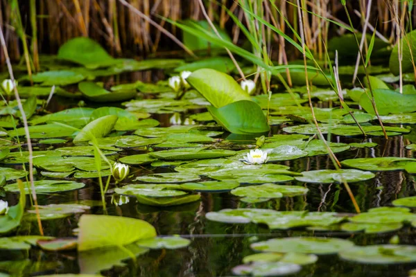 川の水に植物を咲かせる — ストック写真