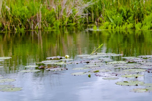 River Water Plants Sides — Stock Photo, Image