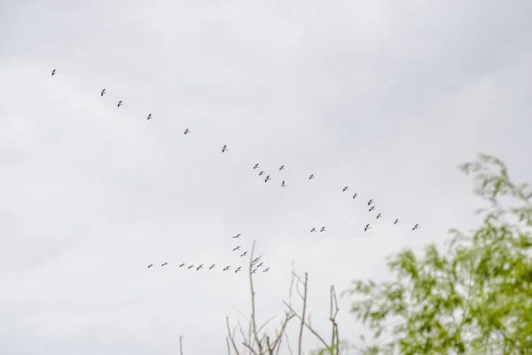 Σμήνος Πουλιών Που Πετούν Στον Γκρίζο Ουρανό — Φωτογραφία Αρχείου