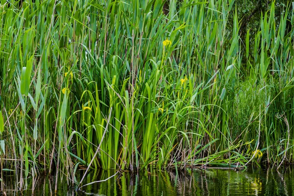 Flusswasser Mit Pflanzen Den Seiten — Stockfoto