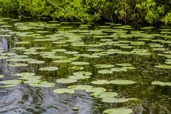 Blooming Plants River Water — Stock Photo, Image