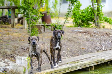 Köyde sevimli evcil köpekler