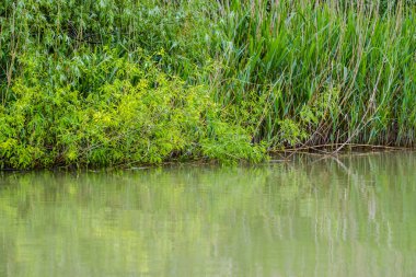 Yeşil nehir, doğal arka plan