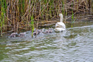 Nehirde yüzen kuğu ailesi