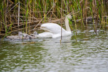 Nehirde yüzen kuğu ailesi