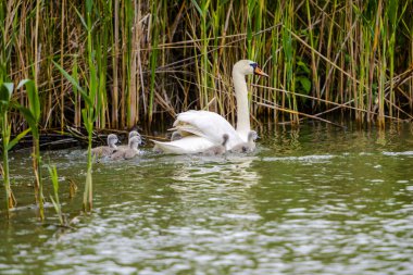 Nehirde yüzen kuğu ailesi