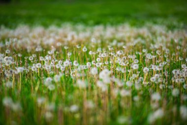 Yeşil yaz alanında beyaz kabarık karahindiba