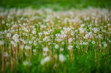 Yeşil yaz alanında beyaz kabarık karahindiba