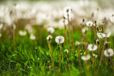 Yeşil yaz alanında beyaz kabarık karahindiba