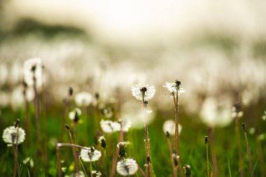 Yeşil yaz alanında beyaz kabarık karahindiba