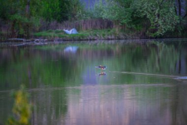 Nehir suyuna küçük ördek iniş
