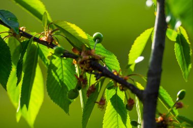 Ağaçta olgunlaşan kirazın kırpılmış görünümü