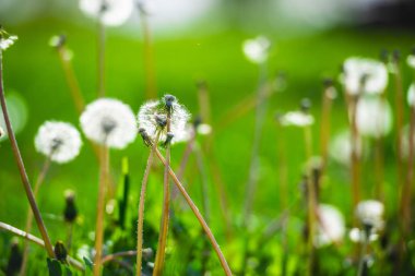 Yeşil yaz alanında beyaz kabarık karahindiba