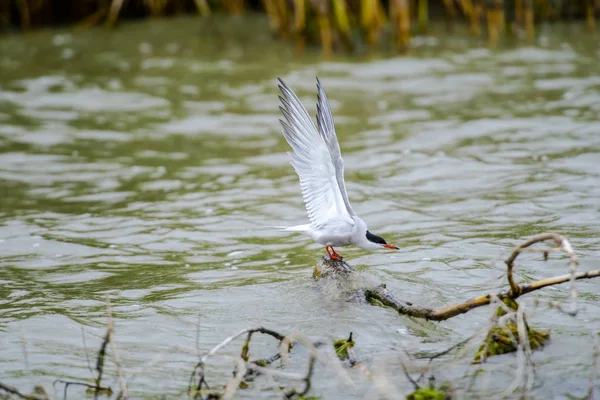 Ψάρεμα Πουλιών Ποτάμι — Φωτογραφία Αρχείου