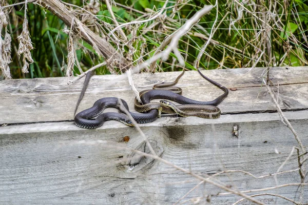 Accouplement Serpents Sur Jetée Bois — Photo