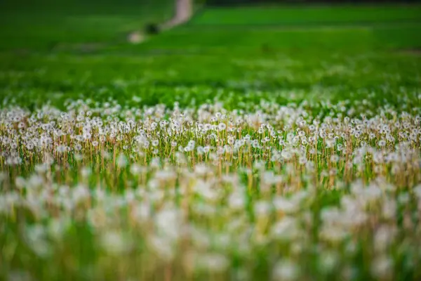 Vit Fluffiga Maskrosor Grön Sommar Fält — Stockfoto