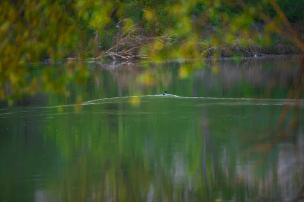 Kleine Eend Landing Rivierwater — Stockfoto