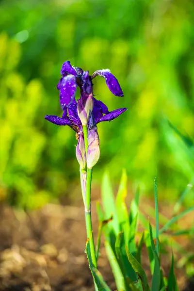 Sola Flor Iris Púrpura Hierba Verde —  Fotos de Stock