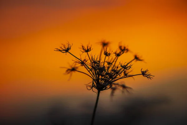 Vista Recortada Las Plantas Atardecer —  Fotos de Stock