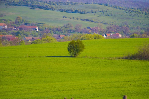 Grüne Felder Mit Gebäuden Hintergrund — Stockfoto