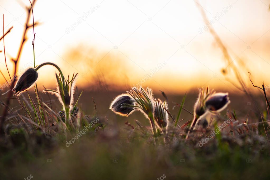 Cropped view of plants at sunset field