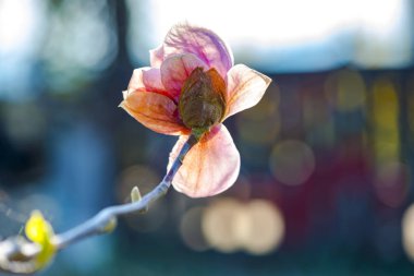 Pembe çiçek açan manolya çiçeğikırpılmış görünümü